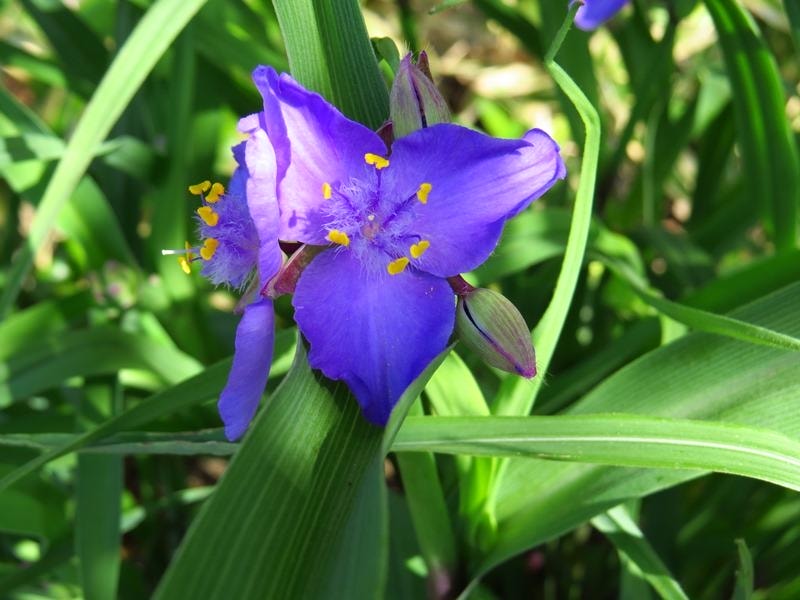 Tradescantia reflexa Raf.屬紫露草屬IMG 6256