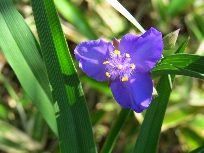 Tradescantia reflexa Raf.屬紫露草屬IMG 6257