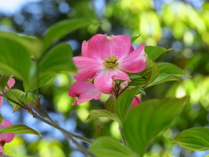 四照花IMG 6271